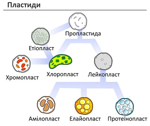 Двумембранні органеллы