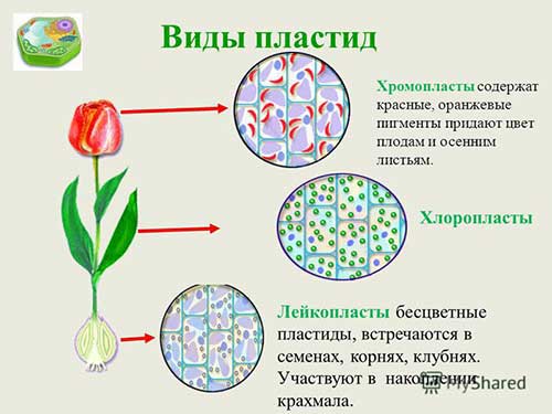Двумембранні органеллы