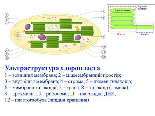 Двумембранні органеллы