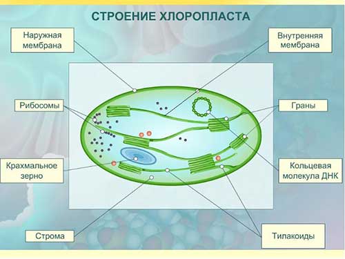 Двумембранні органеллы