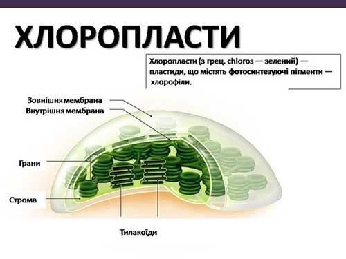 Двумембранні органеллы