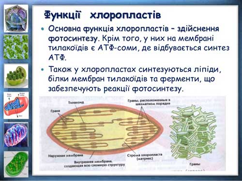 Двумембранні органеллы