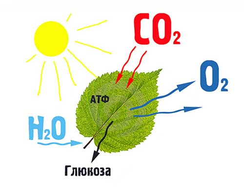 Двумембранні органеллы