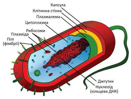 Белки