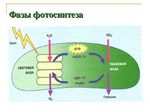 Двумембранні органеллы