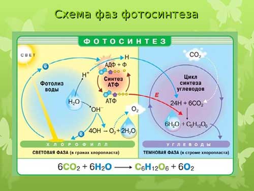 Двумембранні органеллы