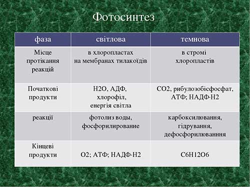 Двумембранні органеллы