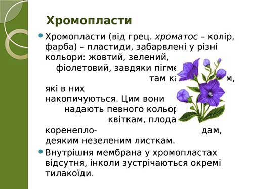 Двумембранні органеллы