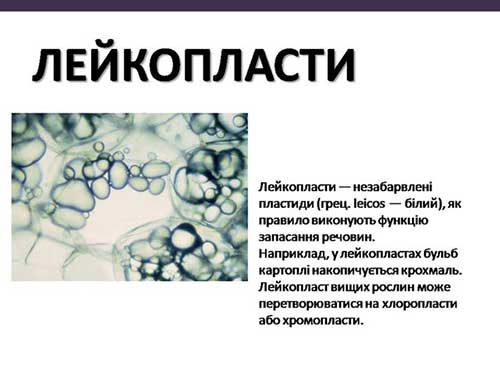 Двумембранні органеллы