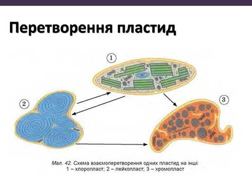 Двумембранні органеллы