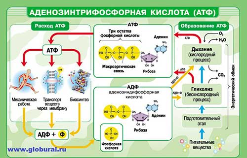 АТФ