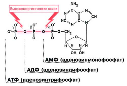 АТФ