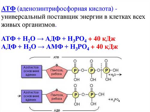 АТФ