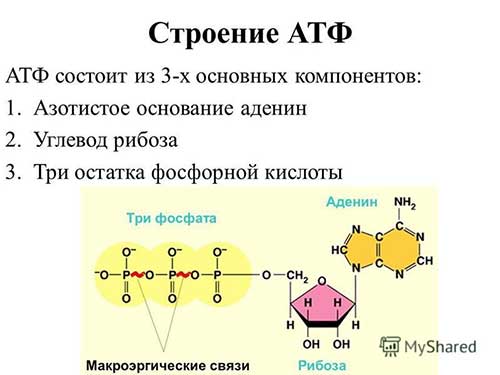 АТФ