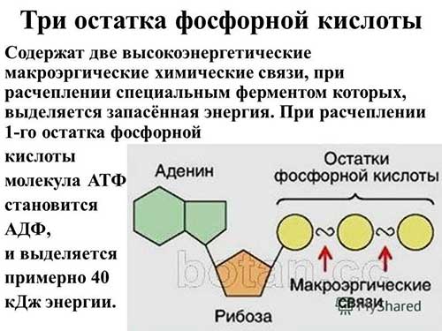 АТФ