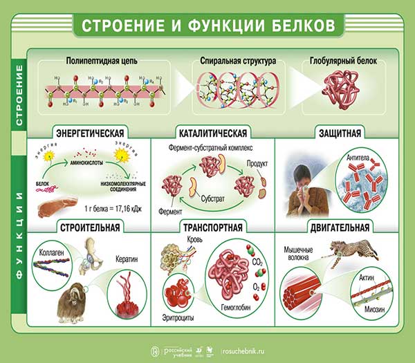 Белки