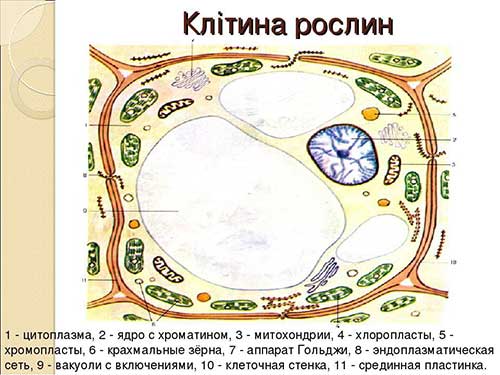 Клітина рослин