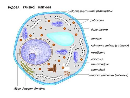Грибы