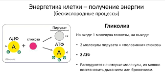 Диссимиляция