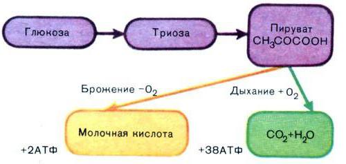 Диссимиляция