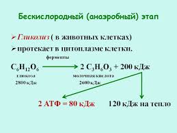 Диссимиляция