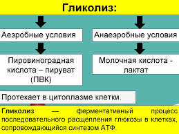 Диссимиляция