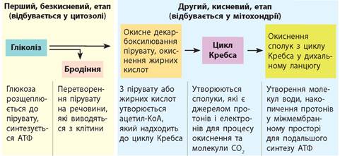 Диссимиляция
