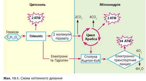 Диссимиляция