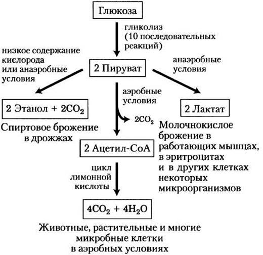 Диссимиляция
