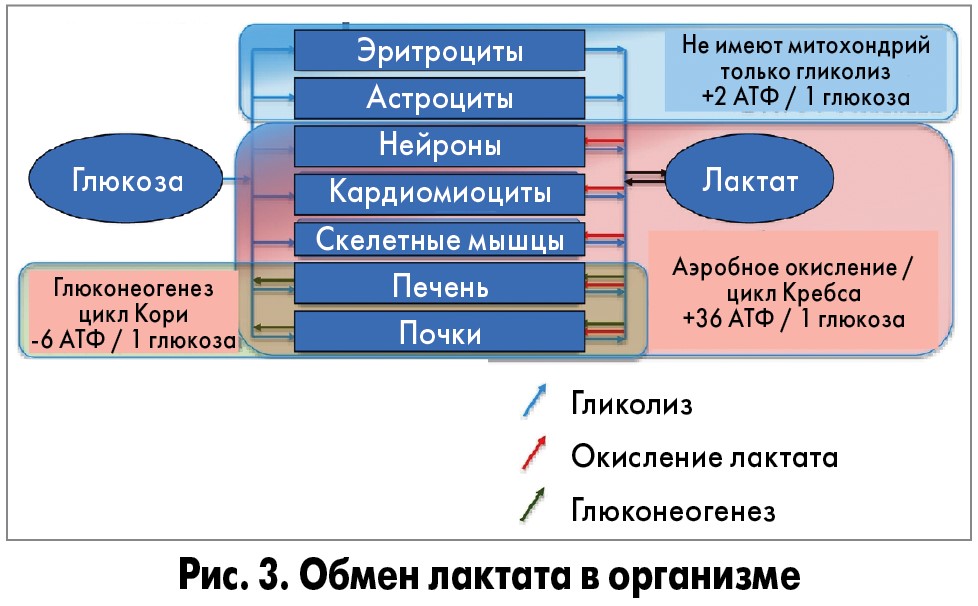 Диссимиляция