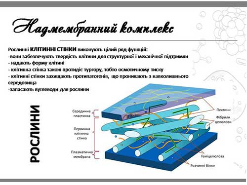 Поверхневий апарат