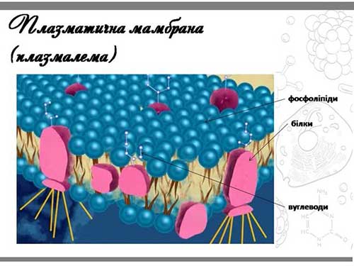 Поверхневий апарат