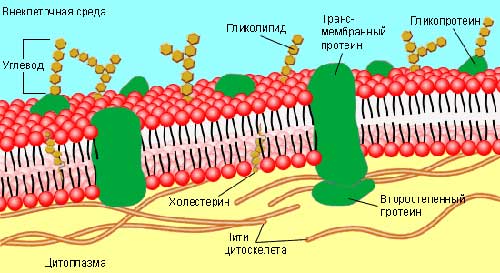 Поверхневий апарат