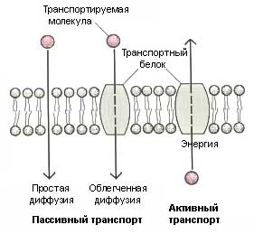 Поверхневий апарат