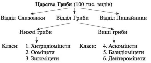 Гриби