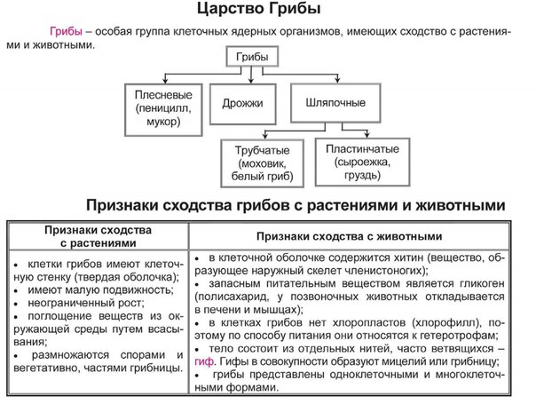 Гриби