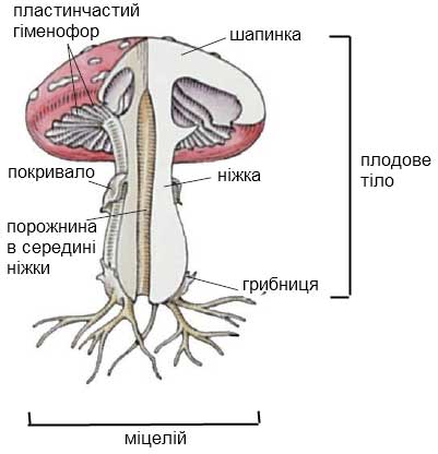 Гриби
