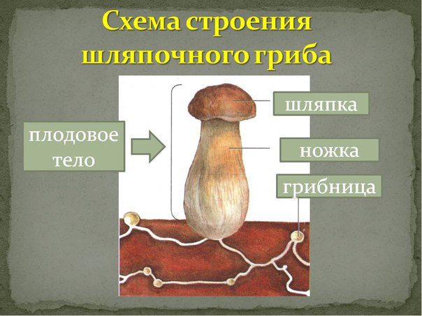 Гриби