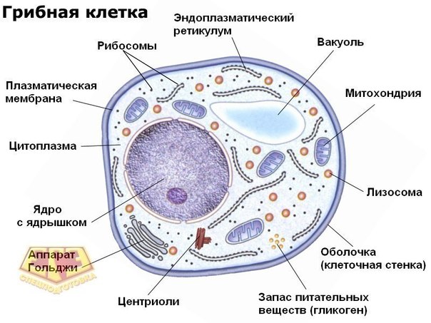 Гриби