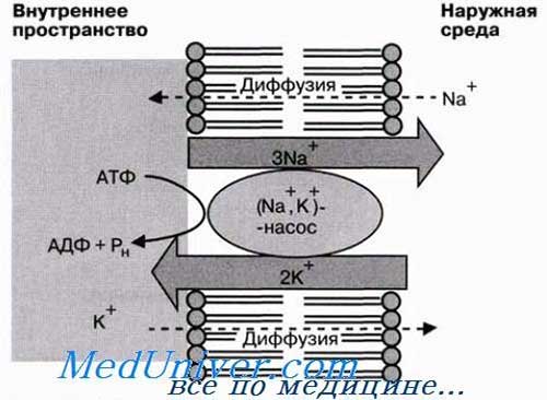 Поверхневий апарат