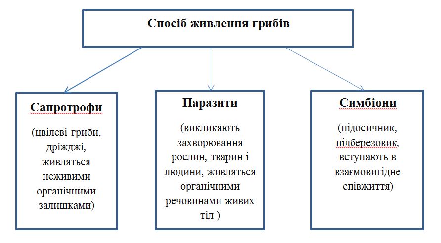 Гриби
