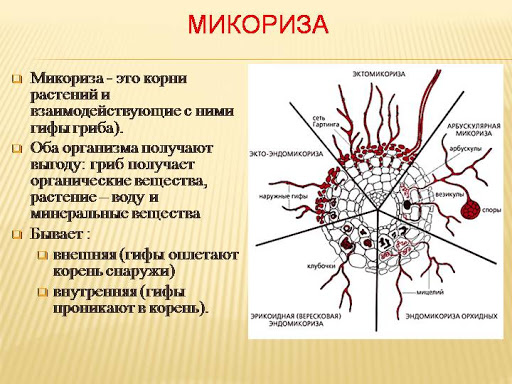 Гриби