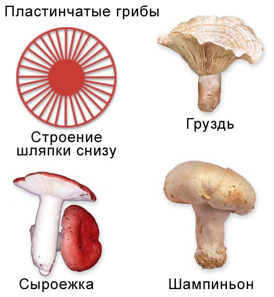 Гриби