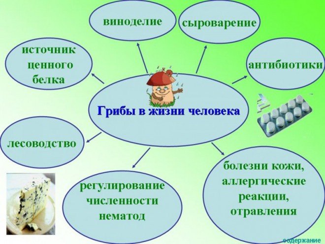 Гриби