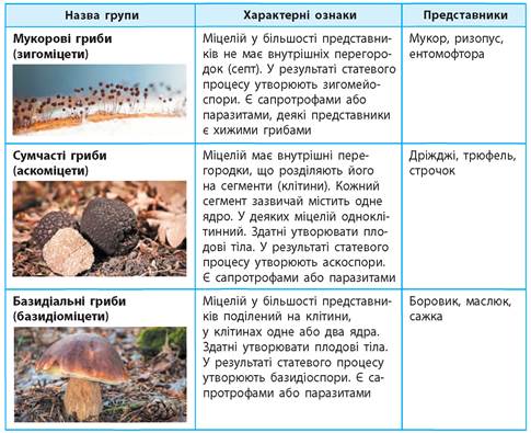 Гриби