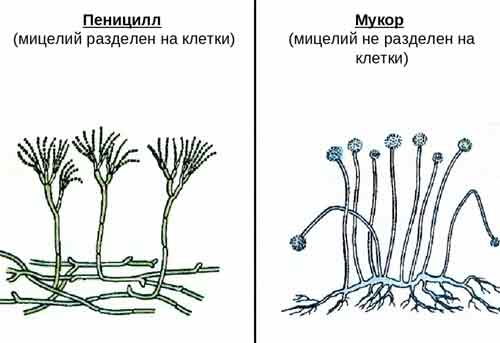 Гриби