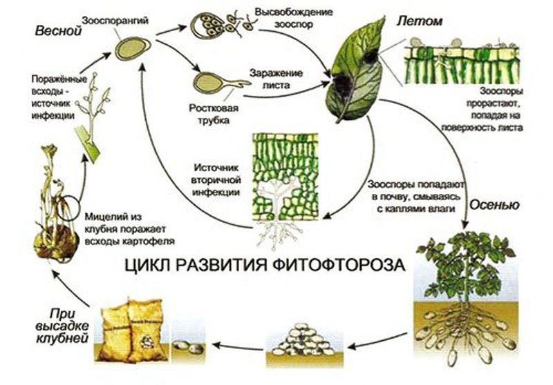 Гриби