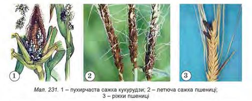 Гриби