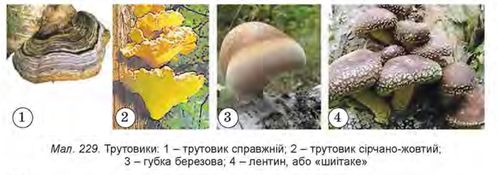 Гриби