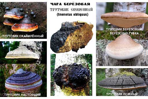 Гриби